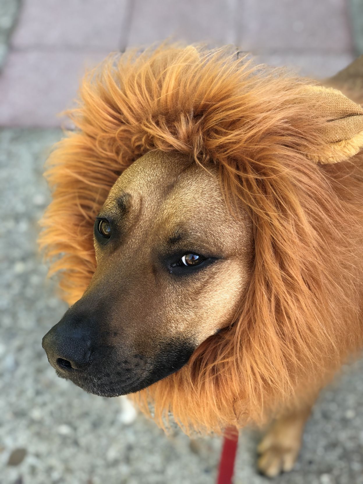 Sampson